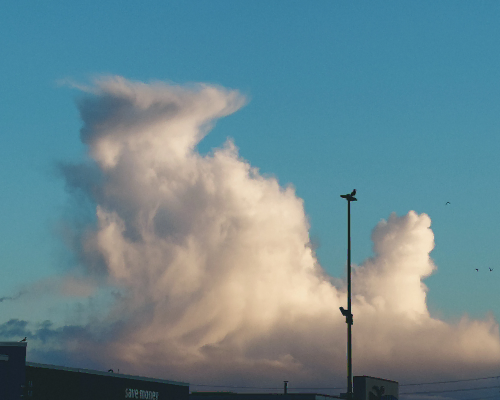 bird on a light pole with clouds framing