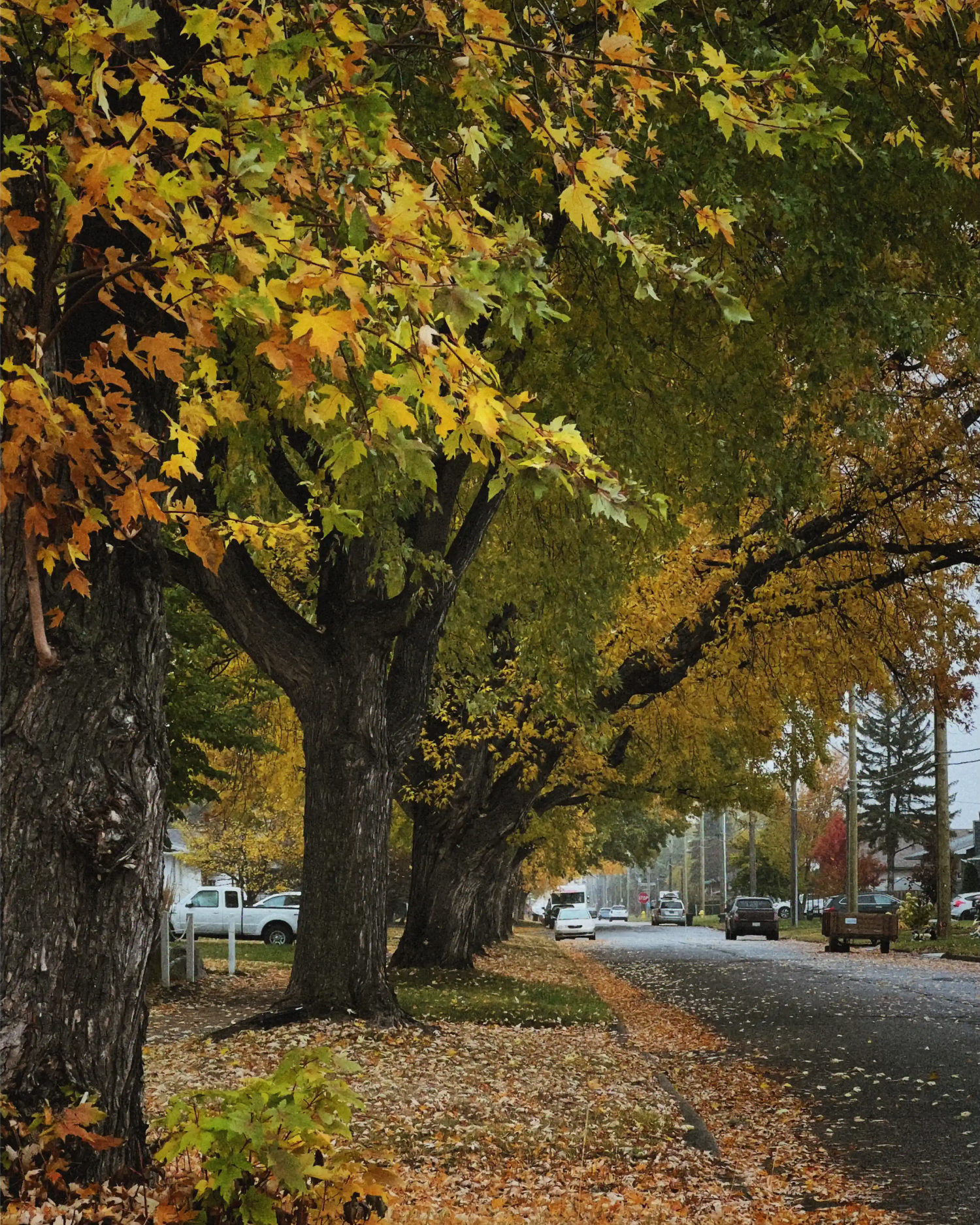 fall trees thunderbay 1