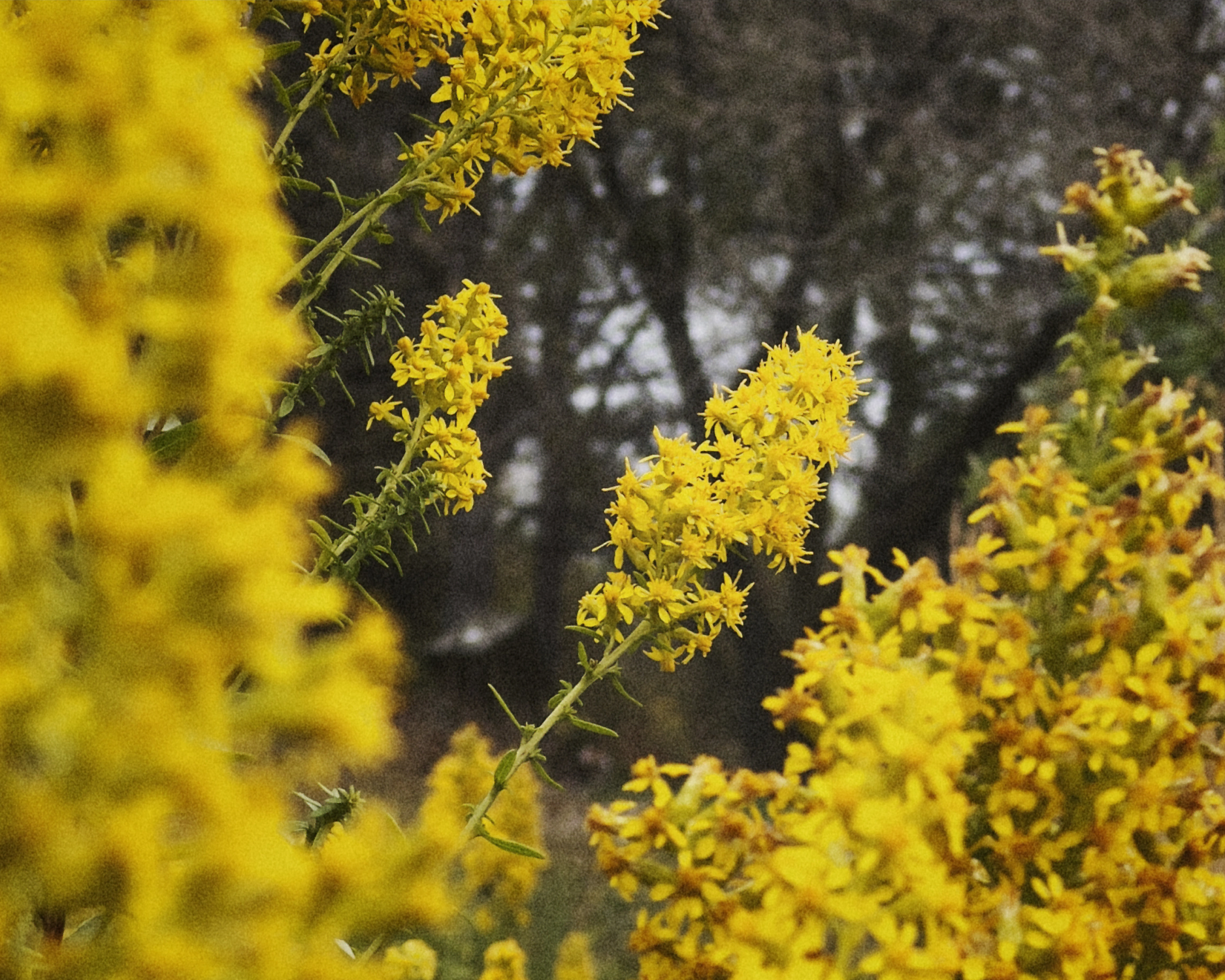 yellow flowers 1